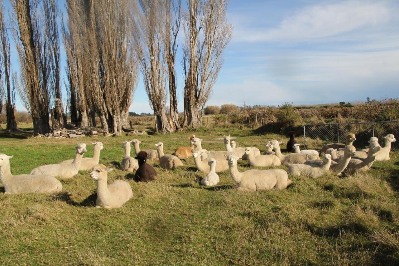 Silverstream Alpaca Farmstay & Tour Kaiapoi Exterior foto