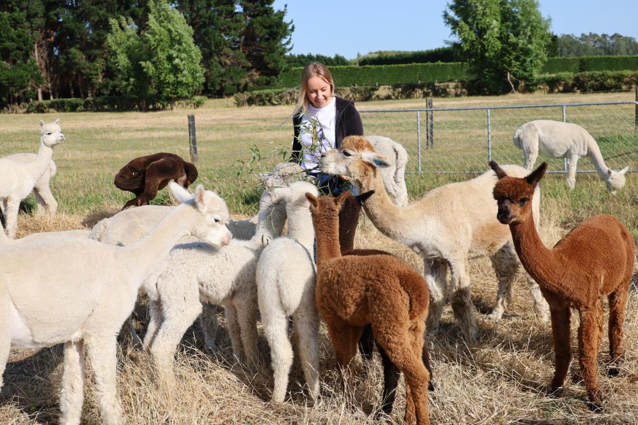 Silverstream Alpaca Farmstay & Tour Kaiapoi Exterior foto