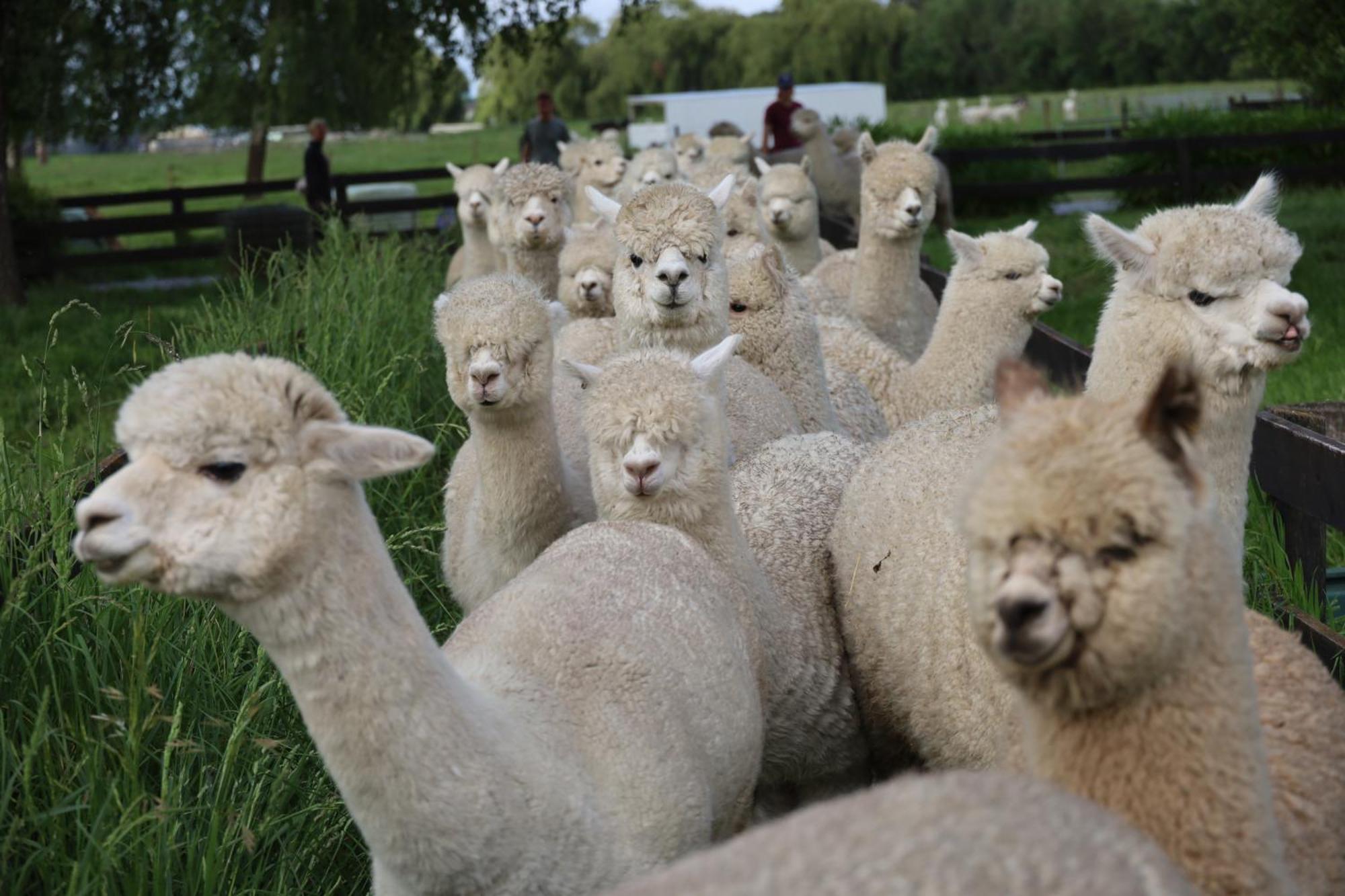 Silverstream Alpaca Farmstay & Tour Kaiapoi Exterior foto