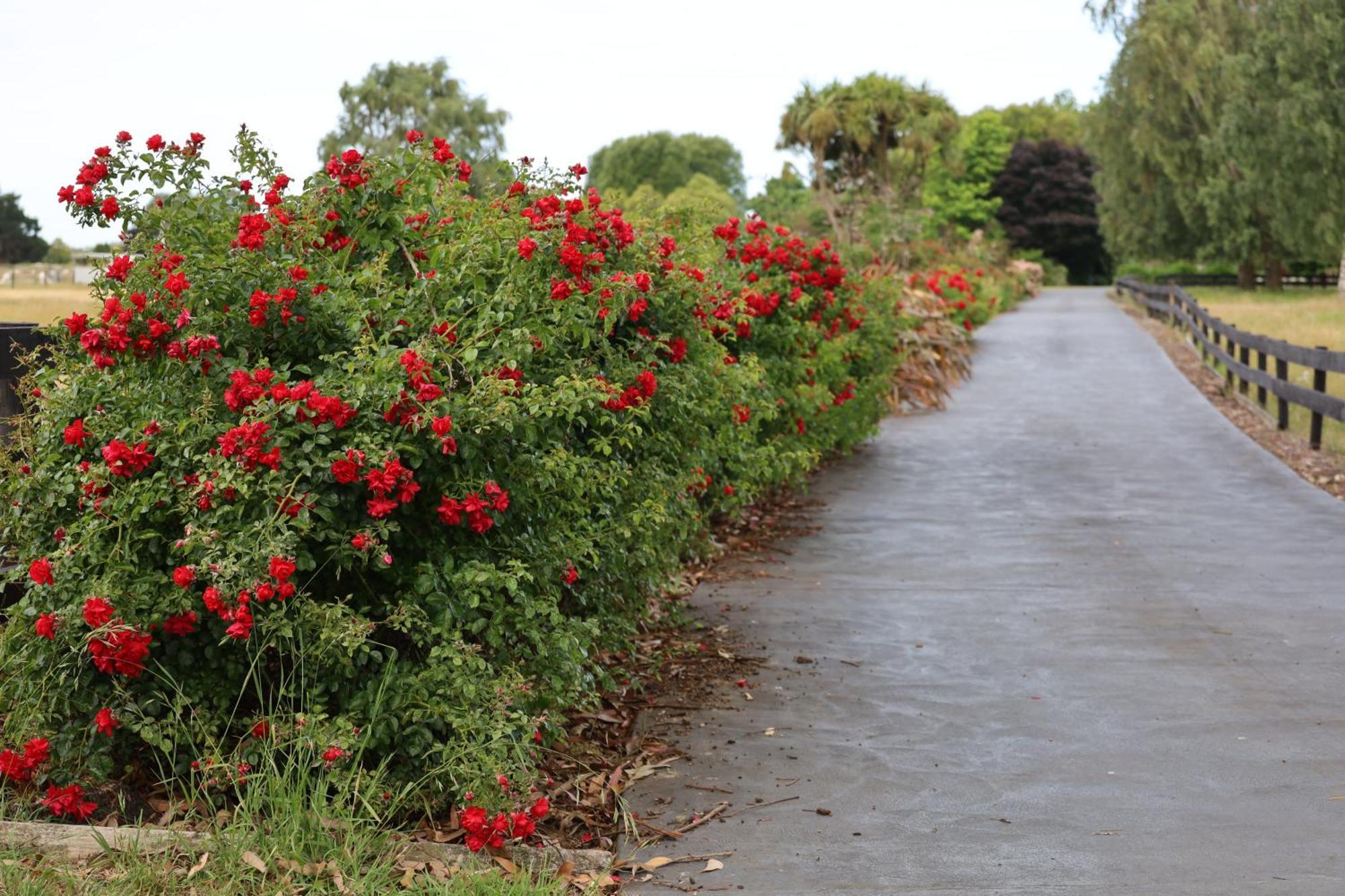 Silverstream Alpaca Farmstay & Tour Kaiapoi Exterior foto
