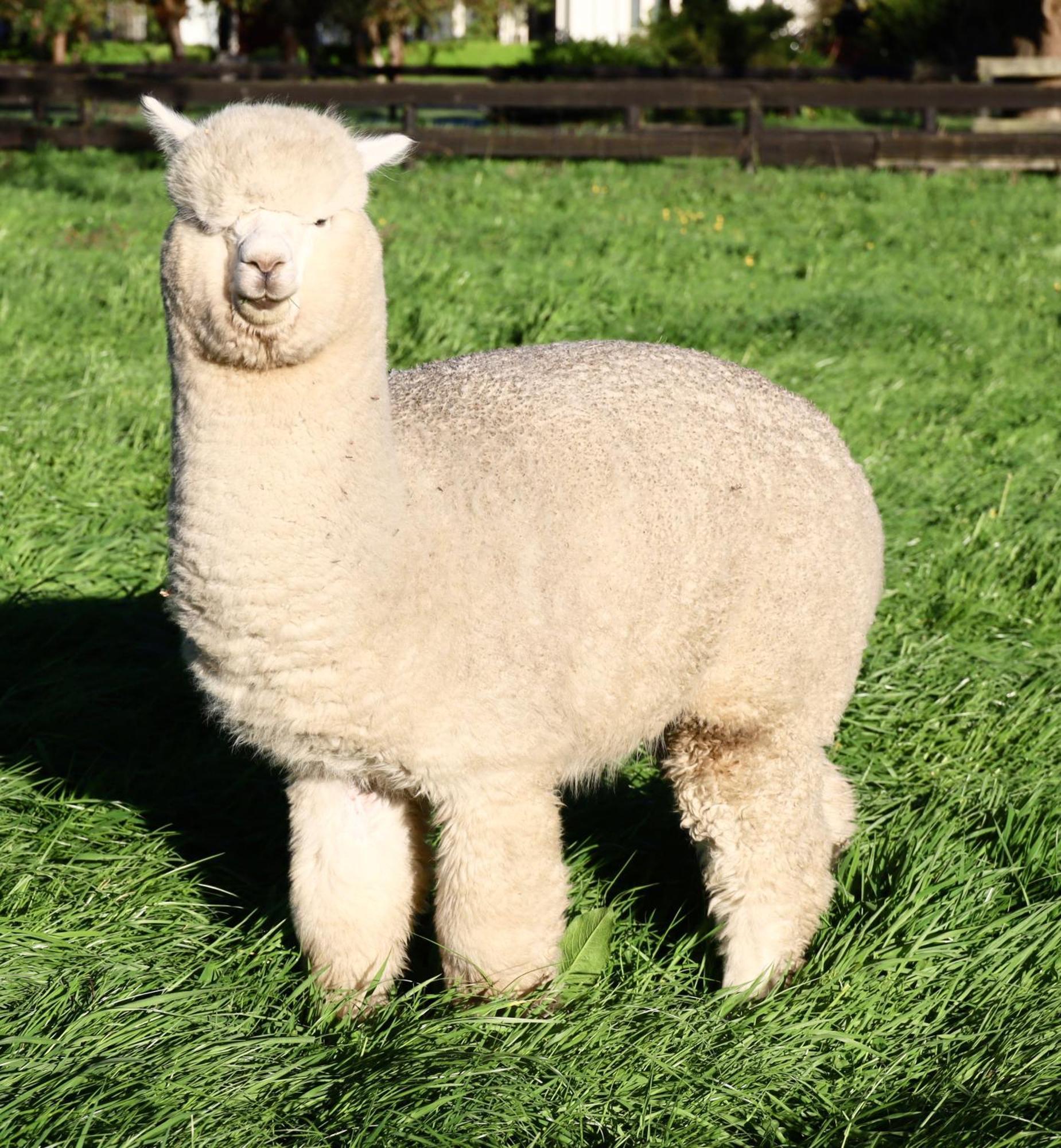 Silverstream Alpaca Farmstay & Tour Kaiapoi Exterior foto
