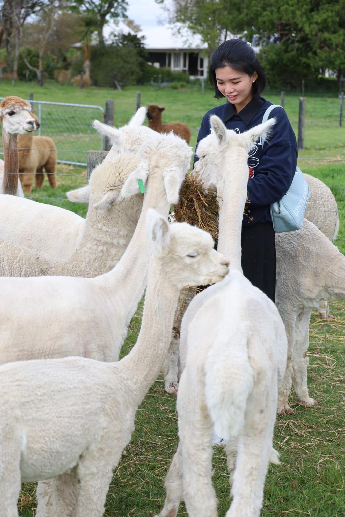 Silverstream Alpaca Farmstay & Tour Kaiapoi Exterior foto