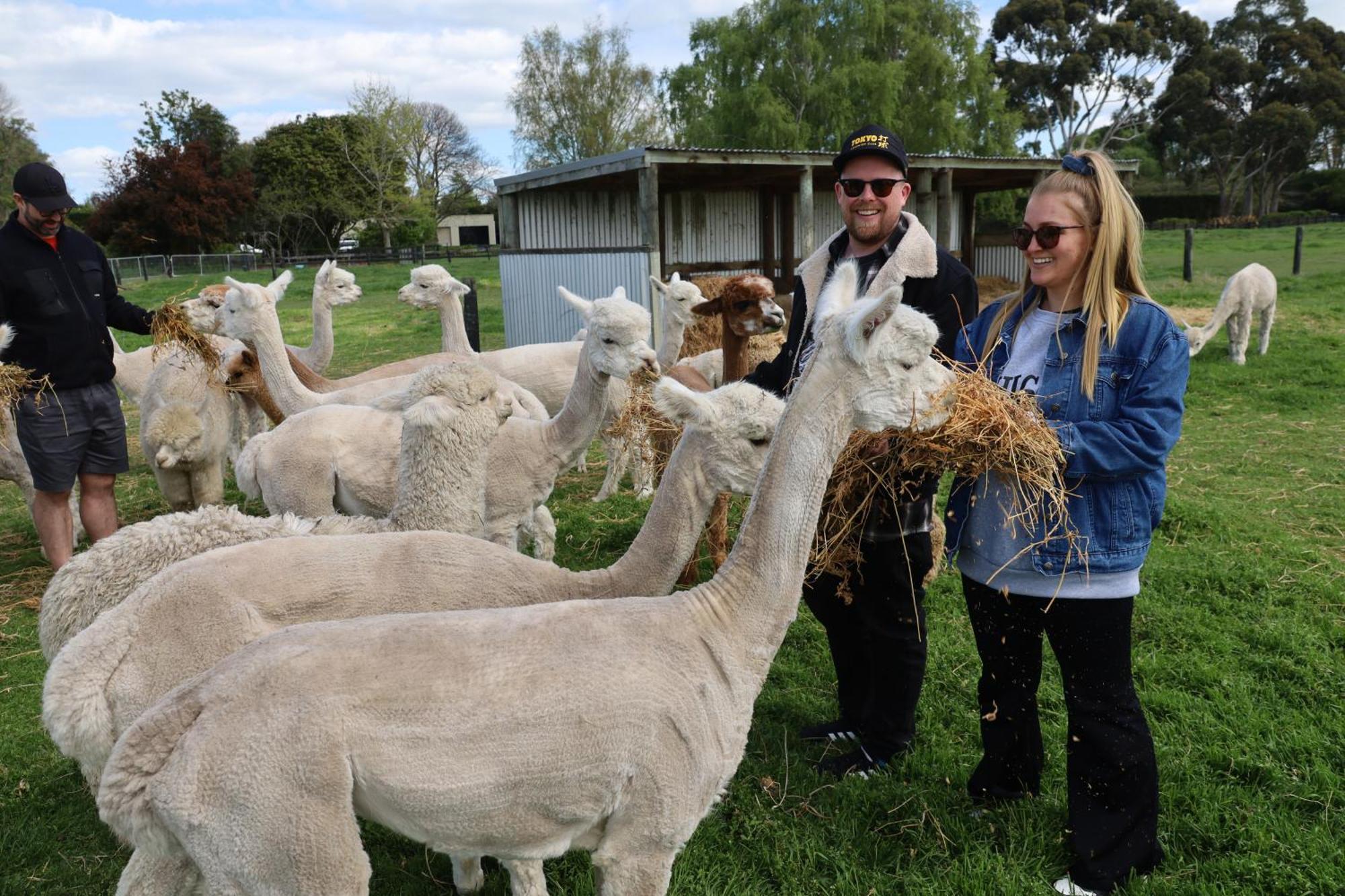 Silverstream Alpaca Farmstay & Tour Kaiapoi Exterior foto