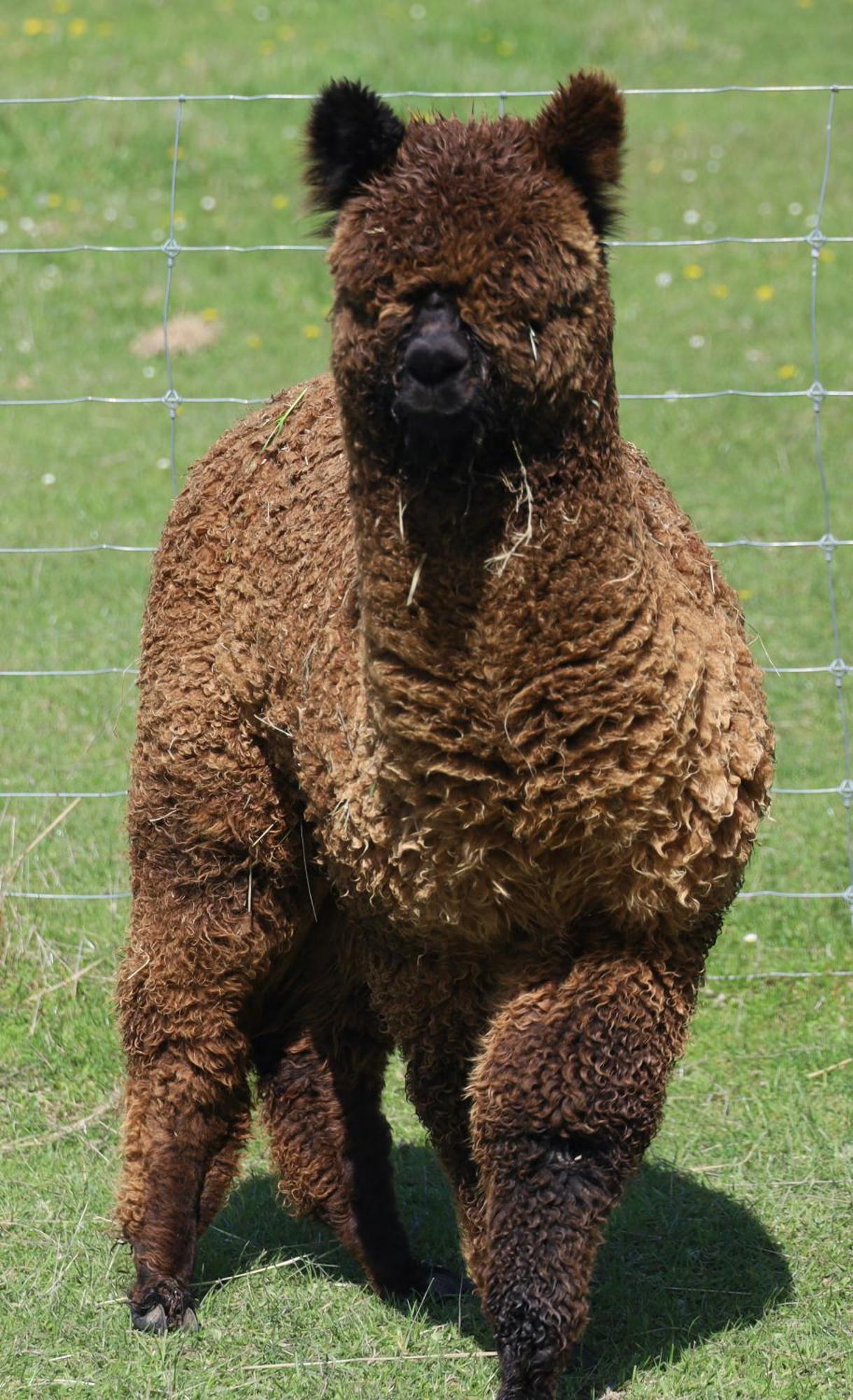 Silverstream Alpaca Farmstay & Tour Kaiapoi Exterior foto
