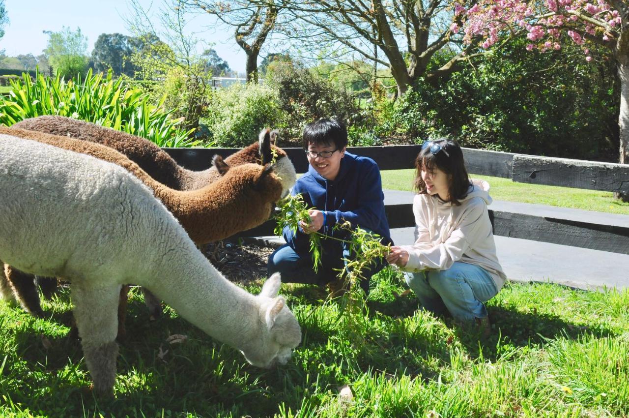 Silverstream Alpaca Farmstay & Tour Kaiapoi Exterior foto
