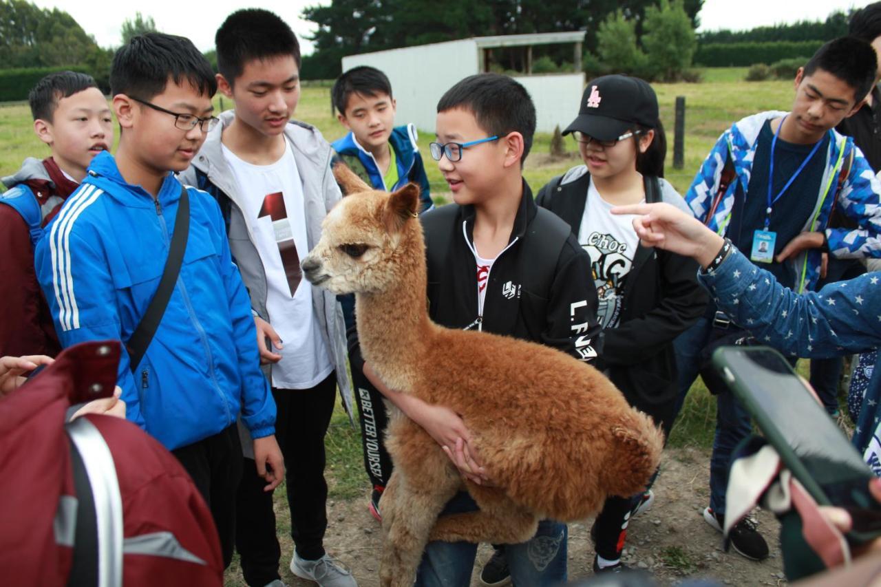 Silverstream Alpaca Farmstay & Tour Kaiapoi Exterior foto
