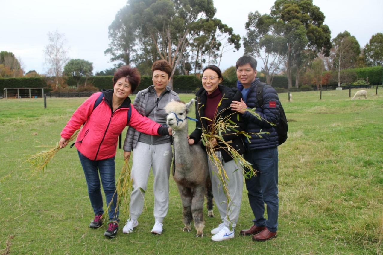 Silverstream Alpaca Farmstay & Tour Kaiapoi Exterior foto